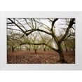 thumbnail image 1 of Berzel, Erin 24x17 White Modern Wood Framed Museum Art Print Titled - Hazel Tree Grove IV, 1 of 4