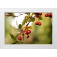 thumbnail image 1 of Berzel, Erin 24x17 White Modern Wood Framed Museum Art Print Titled - Red Berries I, 1 of 4