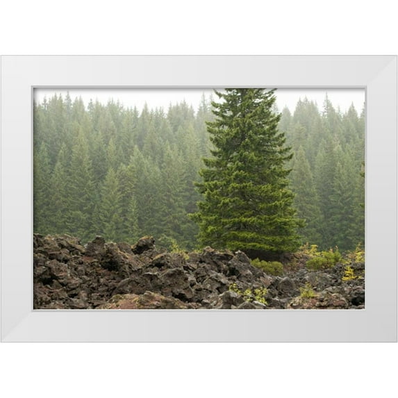 Berzel, Erin 24x17 White Modern Wood Framed Museum Art Print Titled - Willamette Natl Forest VI