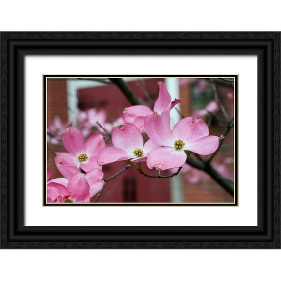 Berzel, Erin 32x23 Black Ornate Wood Framed with Double Matting Museum Art Print Titled - Dogwood Blossoms II