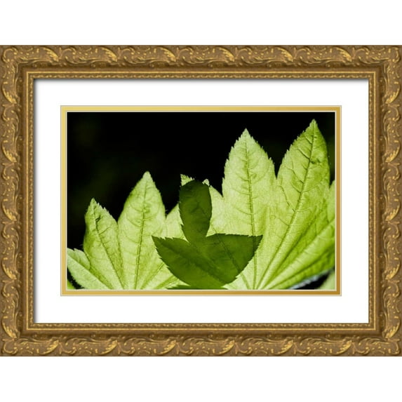 Berzel, Erin 32x23 Gold Ornate Wood Framed with Double Matting Museum Art Print Titled - Illuminated Leaves