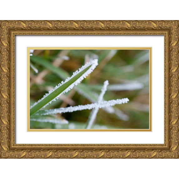 Berzel, Erin 32x23 Gold Ornate Wood Framed with Double Matting Museum Art Print Titled - Morning Frost II