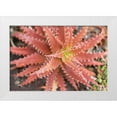 thumbnail image 1 of Berzel, Erin 32x23 White Modern Wood Framed Museum Art Print Titled - Aloe I, 1 of 4