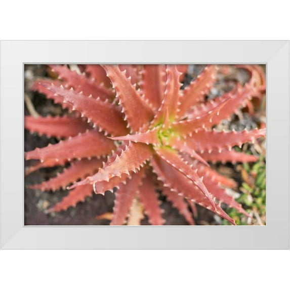 Berzel, Erin 32x23 White Modern Wood Framed Museum Art Print Titled - Aloe I
