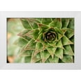 thumbnail image 1 of Berzel, Erin 32x23 White Modern Wood Framed Museum Art Print Titled - Sempervivum Succulent I, 1 of 4