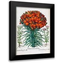 Besler, Basilius 12x14 Black Modern Framed Museum Art Print Titled - Lily, Polyanthus