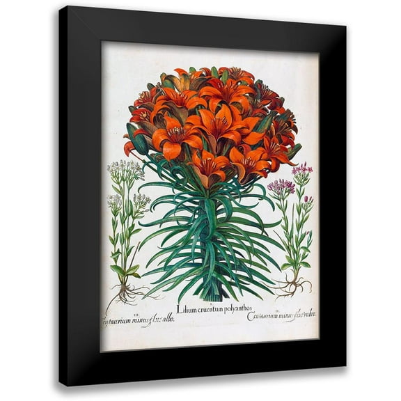Besler, Basilius 12x14 Black Modern Framed Museum Art Print Titled - Lily, Polyanthus