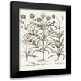 thumbnail image 1 of Besler, Basilius 12x14 Black Modern Framed Museum Art Print Titled - Sepia Besler Botanicals IV, 1 of 5