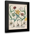 thumbnail image 1 of Besler, Basilius 12x14 Black Modern Framed Museum Art Print Titled - Tulips, 1 of 5