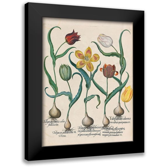 Besler, Basilius 12x14 Black Modern Framed Museum Art Print Titled - Tulips