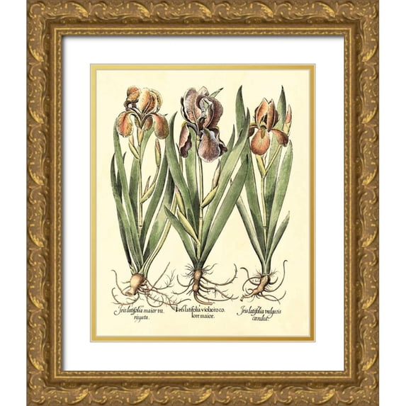 Besler, Basilius 12x14 Gold Ornate Wood Framed with Double Matting Museum Art Print Titled - Bulb Garden II