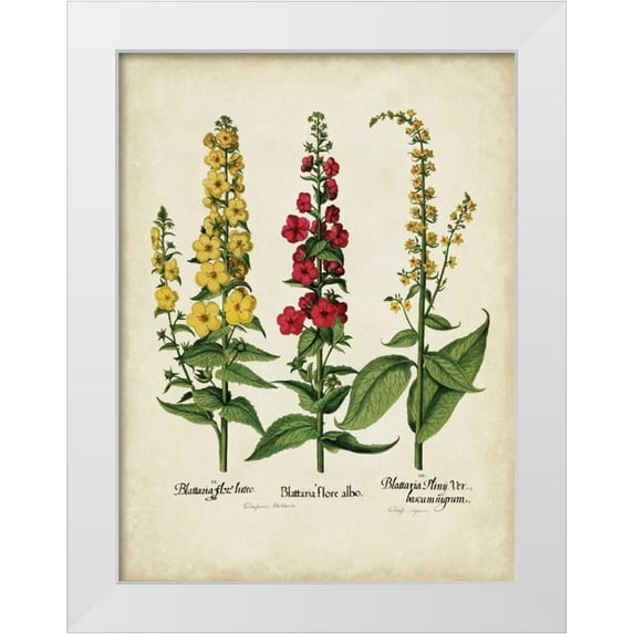 Besler, Basilius 12x14 White Modern Wood Framed Museum Art Print Titled - Besler Florilegium III