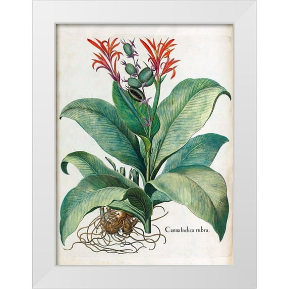 Besler, Basilius 14x18 White Modern Wood Framed Museum Art Print Titled - Canna Indica