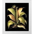 thumbnail image 1 of Besler, Basilius 15x17 White Modern Wood Framed Museum Art Print Titled - Dramatic Aloe II, 1 of 4