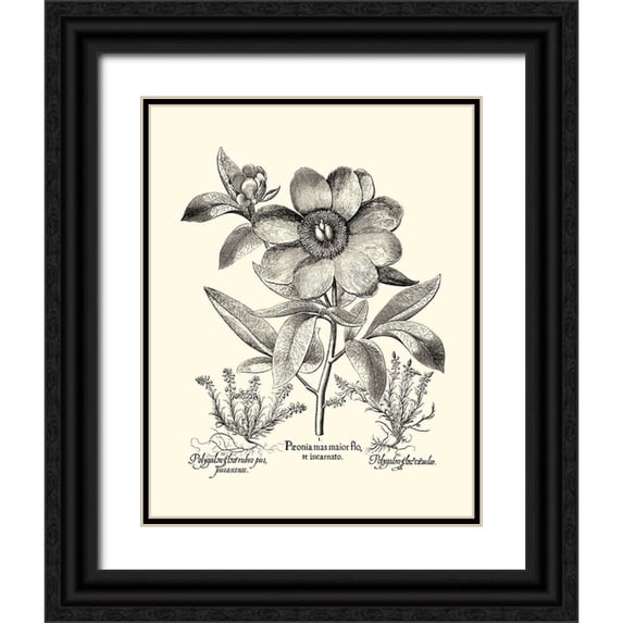 Besler, Basilius 15x18 Black Ornate Wood Framed with Double Matting Museum Art Print Titled - Black and White Besler Peony I