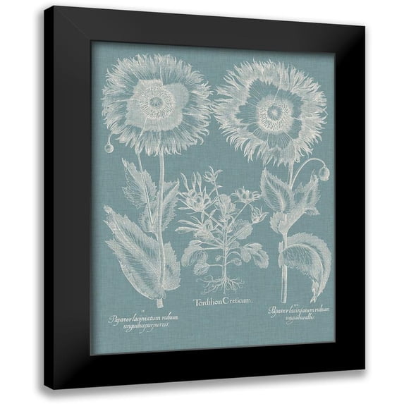 Besler, Basilius 19x24 Black Modern Framed Museum Art Print Titled - Besler Poppies I