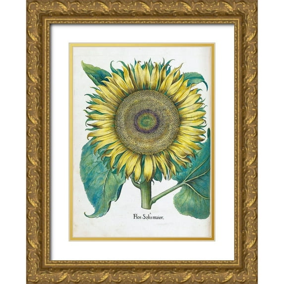 Besler, Basilius 19x24 Gold Ornate Wood Framed with Double Matting Museum Art Print Titled - Sunflower