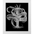 thumbnail image 1 of Besler, Basilius 20x24 White Modern Wood Framed Museum Art Print Titled - Aloe, 1 of 4
