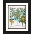 thumbnail image 1 of Besler, Basilius 25x32 Black Ornate Wood Framed with Double Matting Museum Art Print Titled - Orange, Lemons, 1 of 4