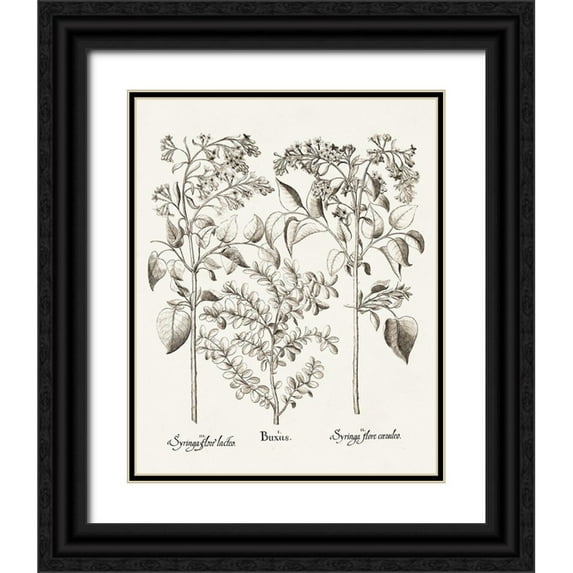 Besler, Basilius 26x32 Black Ornate Wood Framed with Double Matting Museum Art Print Titled - Sepia Besler Botanicals I