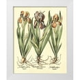 thumbnail image 1 of Besler, Basilius 26x32 White Modern Wood Framed Museum Art Print Titled - Bulb Garden II, 1 of 4