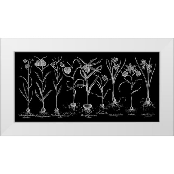 Besler, Basilius 32x17 White Modern Wood Framed Museum Art Print Titled - Fritillariae