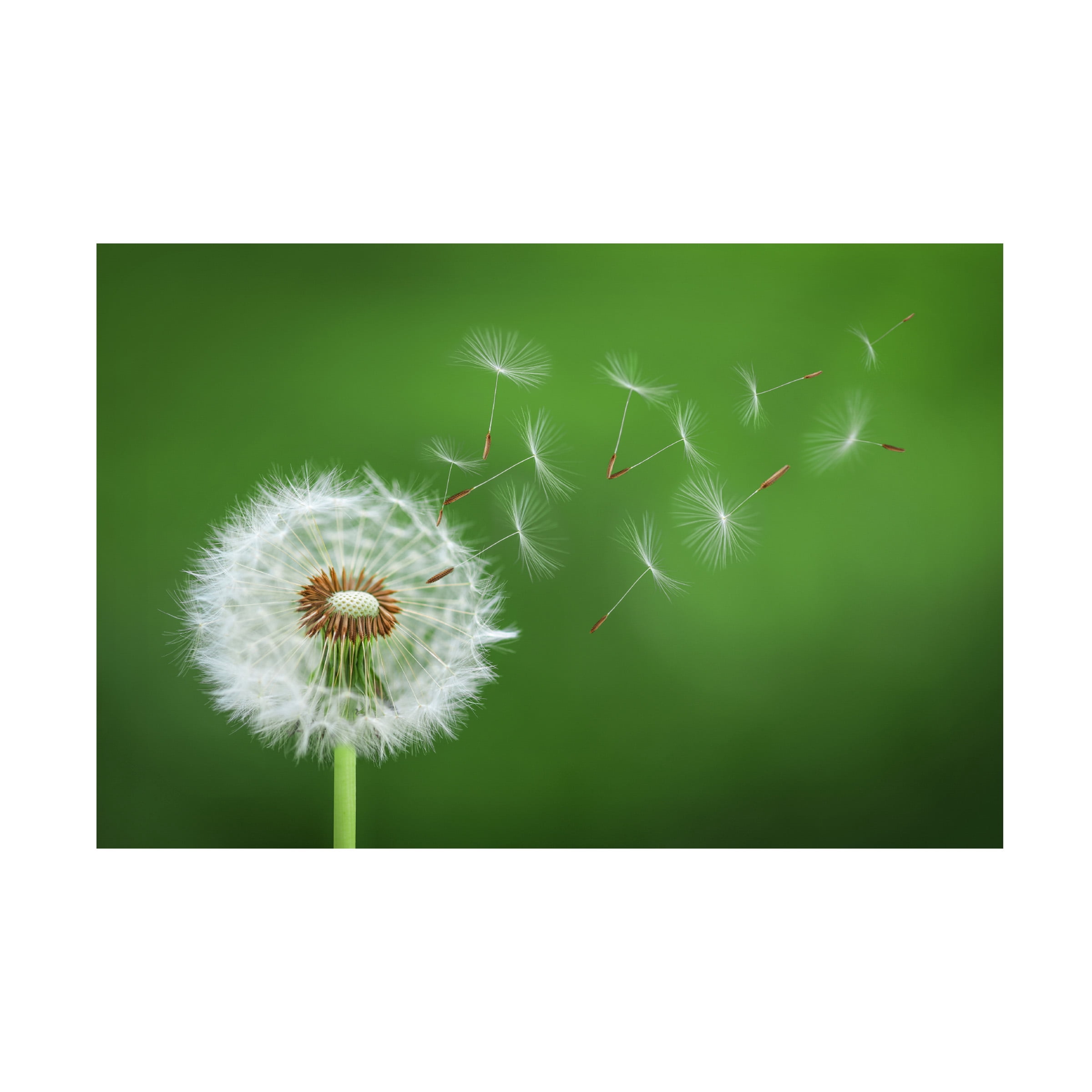 Bess Hamiti 'Dandelion Blowing 2' Canvas Art