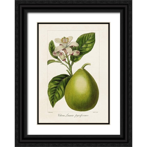 Bessa, Pancrace 11x14 Black Ornate Wood Framed with Double Matting Museum Art Print Titled - Antique Citrus Fruit IV