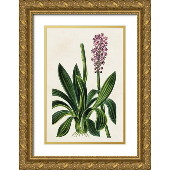 Bessa, Pancrace 11x14 Gold Ornate Wood Framed with Double Matting Museum Art Print Titled - Antique Floral Folio II