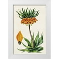 thumbnail image 1 of Bessa, Pancrace 17x24 White Modern Wood Framed Museum Art Print Titled - Antique Floral Folio VII, 1 of 4