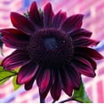 thumbnail image 1 of Best Chocolate Cherry Sunflowers - 150+ Fresh Seeds - A Sight to See - Made in USA, 1 of 2