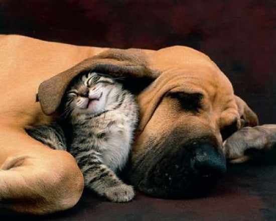 Best Friends Canvas Art - Xavier Chantrenne (24 x 30)