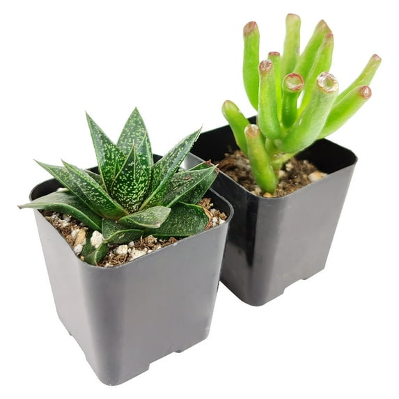 Best Indoor Succulent Pack - Set of 2