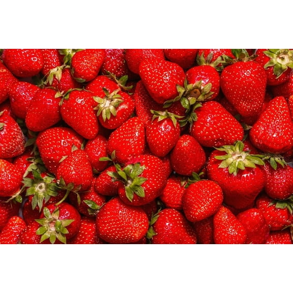 (Best) Jewel Strawberry Plants - Bare Root Plants to Grow Strawberries - Ready to Ship - No Ship to California (5 Strawberry Plants)