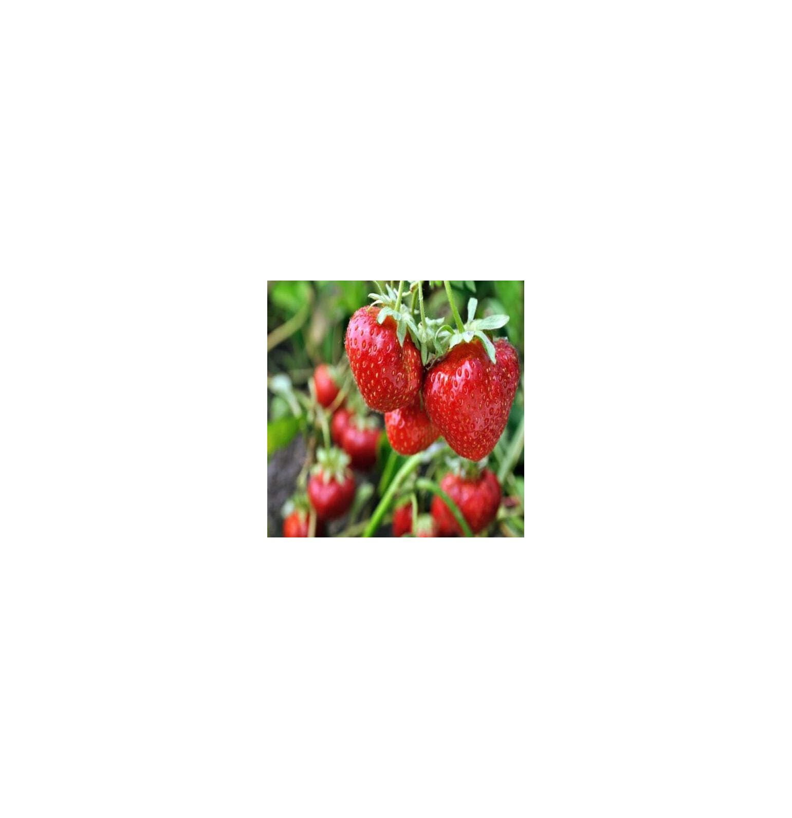(Best) June Bearing 10 Live Strawberry Plants, Non GMO,, Ready to Ship