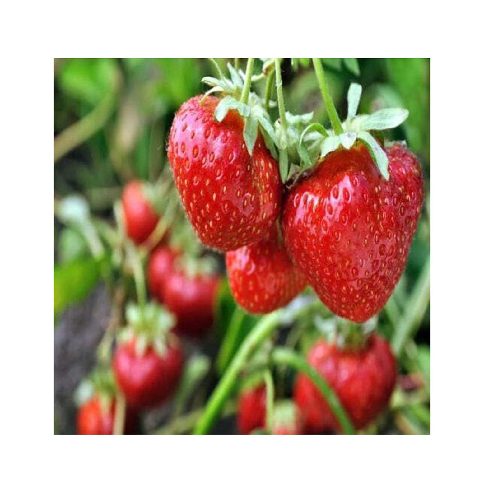 (Best) June Bearing 10 Live Strawberry Plants, Non GMO,, Ready to Ship