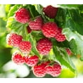 thumbnail image 1 of (Best) Latham Raspberry Plants to Grow - Easy to Grow Rooted Plants - No Ship to California (3 Plants), 1 of 3