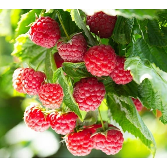 (Best) Latham Raspberry Plants to Grow - Easy to Grow Rooted Plants - No Ship to California (3 Plants)