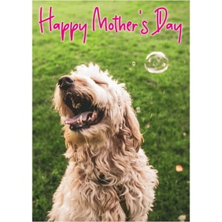 https://i5.walmartimages.com/seo/Best-Mom-In-The-Dog-Park-Mother-s-Day-Greeting-Card_97ad6481-80ac-432a-9e15-5da5d47577c2.b835f2a180d98cf39bed44f385978330.jpeg?odnHeight=320&odnWidth=320&odnBg=FFFFFF