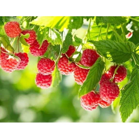 (Best) Nova Raspberry Plants to Grow - Easy to Grow Rooted Plants - No ...