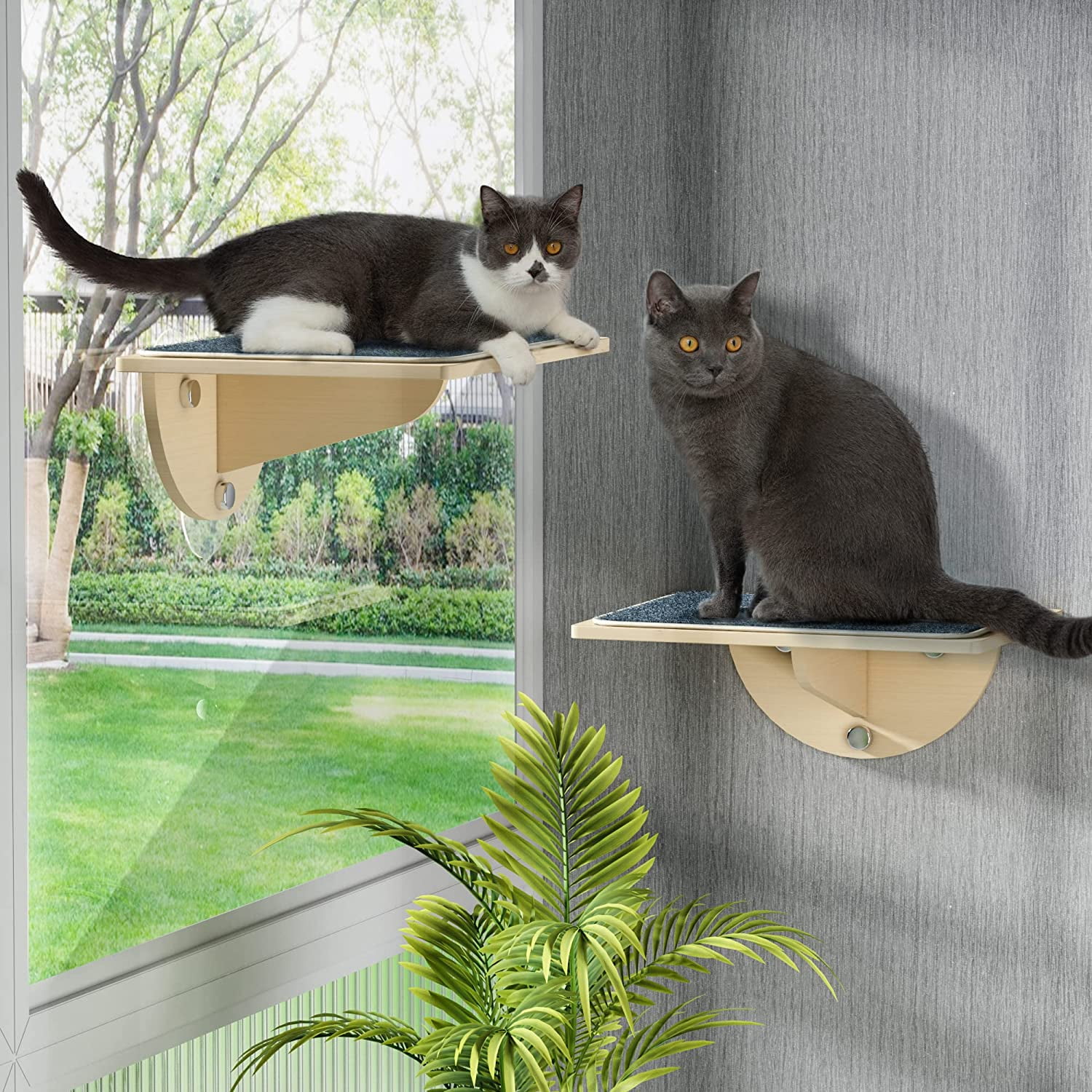 Are Suction Cup Perches the Best for Cats: Discover Why