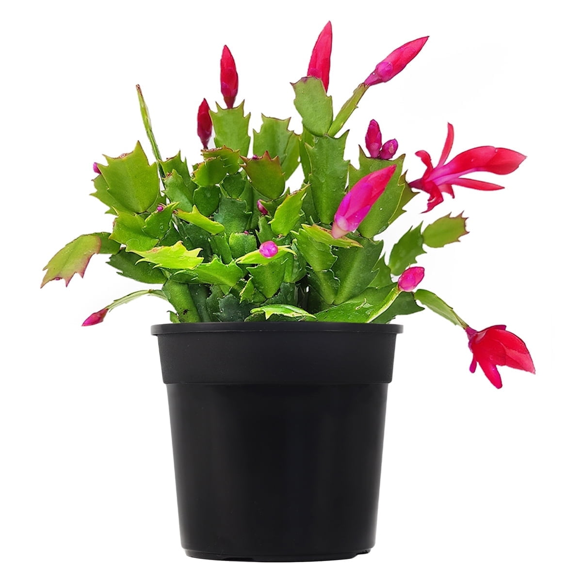 Best Plant Friend 4" Christmas Cactus (Schlumbergera) Live Plants, 1 Count, Easy Care