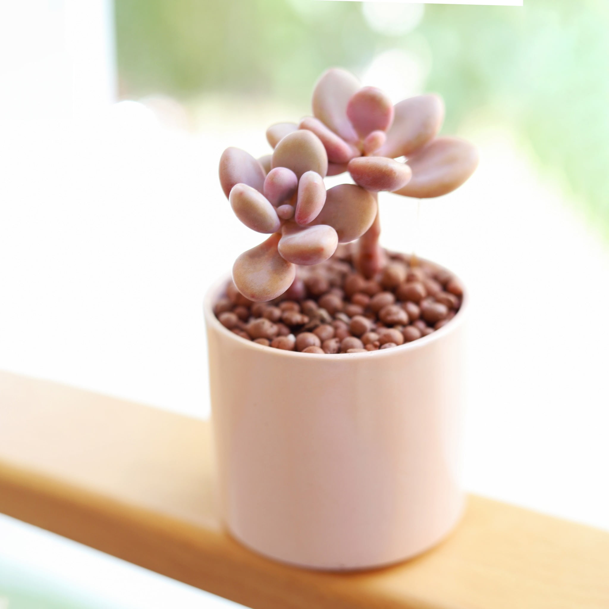 Best Plant Friend 4-Inch Moonstones Pachyphytum Succulent Live Plants, Grower Pot