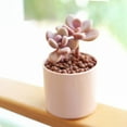 thumbnail image 1 of Best Plant Friend 4-Inch Moonstones Pachyphytum Succulent Live Plants, Grower Pot, 1 of 9