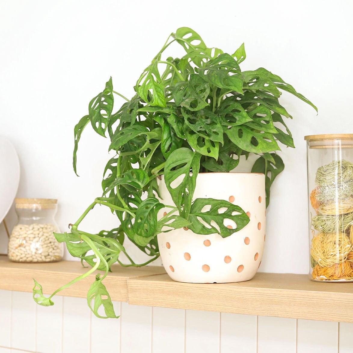 Best Plant Friend 6-Inch Monstera Adansonii 'Swiss Cheese' Grower Pot ...