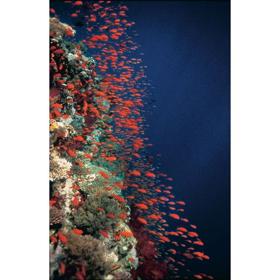Best Posters Deep Blue Mini Poster Ocean Fish Photography 11Inx17In Mini Poster 11x17 Poster Color Category: Multi, Unframed, Ages: Adults