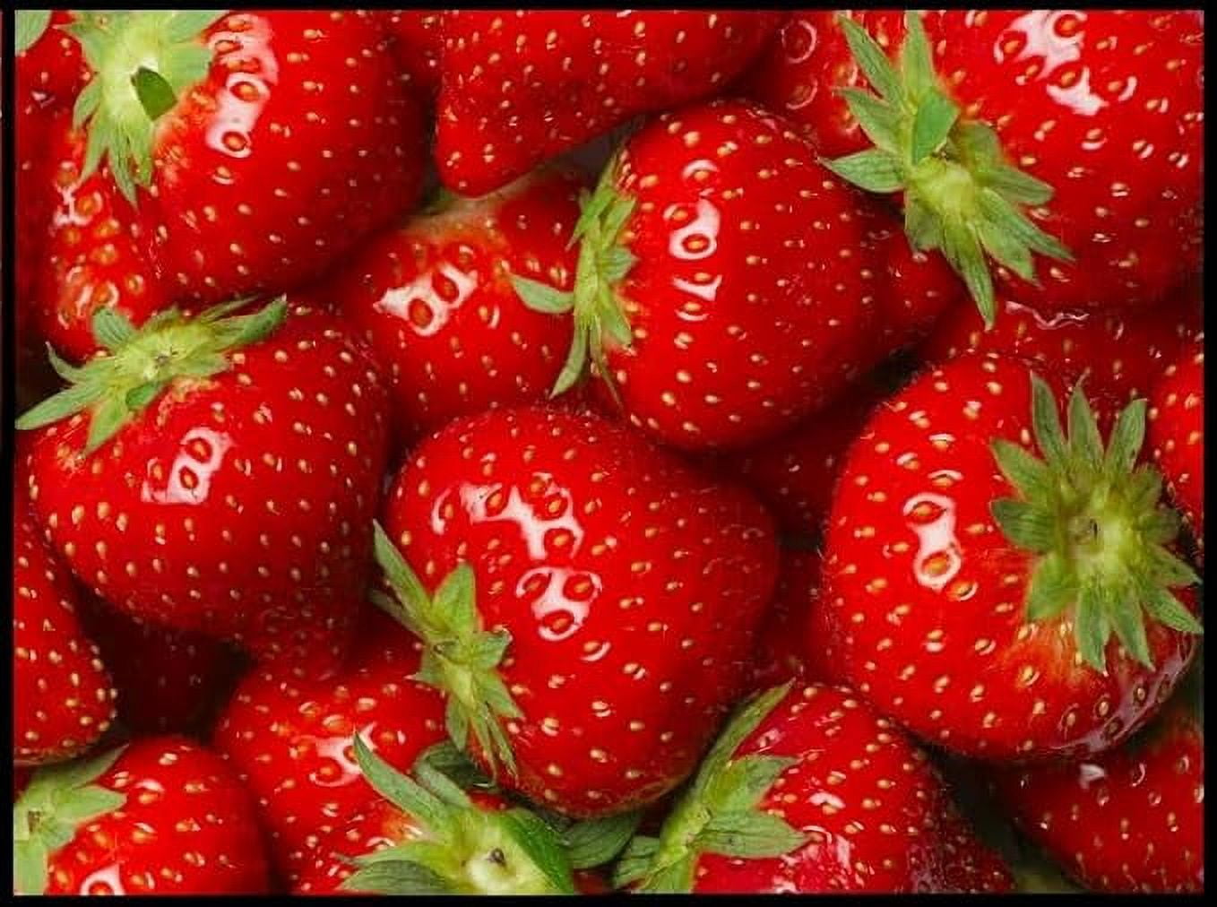 (Best) Seascape Strawberry Plants Bare Root Plants to Grow