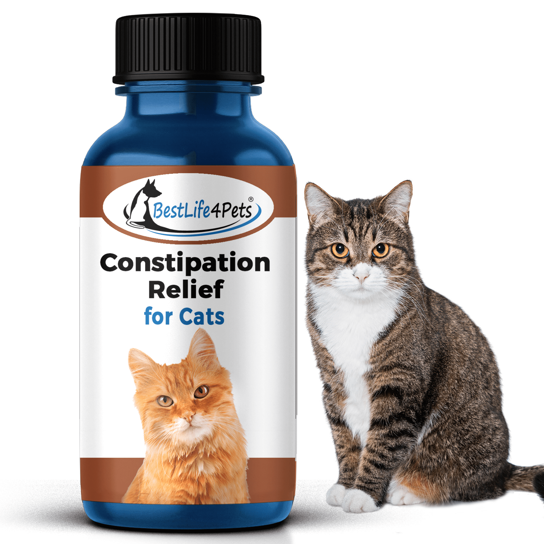 gabapentin cats constipation