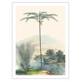 thumbnail image 1 of Bet Nut Subfamily Palms (Astrocaryum Acaule) (Oenocarpus Bataua) - Vintage Botanical Illustration by Carl Friedrich Philipp von Martius c.1820s - Bamboo Fine Art 290gsm Paper Print (Unframed) 24x32in, 1 of 4