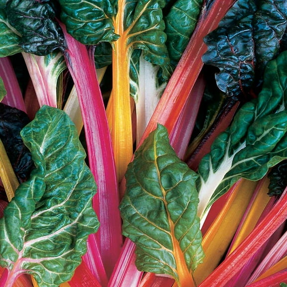 Beta Vulgaris Swiss Chard Garden Seed Mix For Herb or Vegetable Gardens - 2000 Seeds